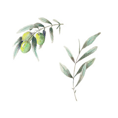 Paint of watercolor olive branch on background. Paint watercolor texture. Botanical art. Use for design invitations, birthdays, weddings