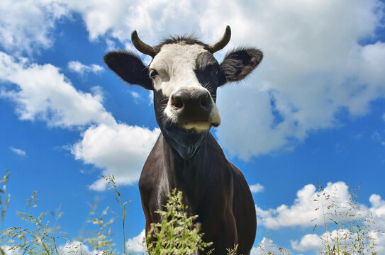 Portrait of a black and white cow on pasture grazing on a background of blue sky with clouds. Agriculture farming animal husbandry dairy farming