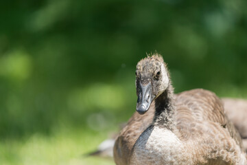 close up of a young Canada goose transitioning from gosling into adult