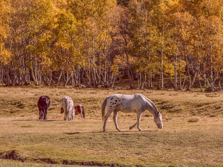 Fototapeta na wymiar otoño caballo