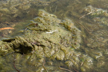 moss-colored algae gathers near the shore of a lake