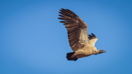 Vulture in Flight