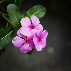 close up of a pink flower