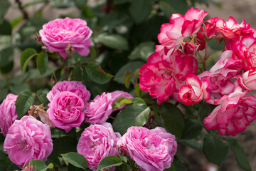 cool pink and variegated red pink white rose bush 