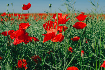 Fototapeta premium red poppies in a field in the middle of ripe green canola