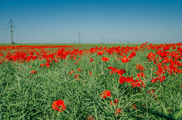 red poppies in a field in the middle of ripe green canola