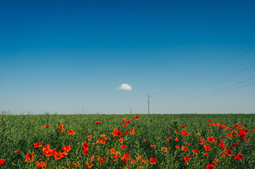 Red poppies in a green field on a background of blue sky, a small cloud in the sky