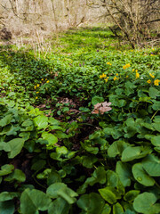 road in the forest in spring