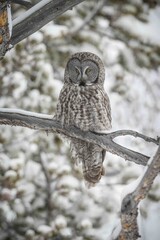 great grey owl