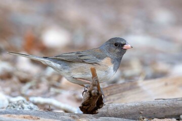 Junco in Snow