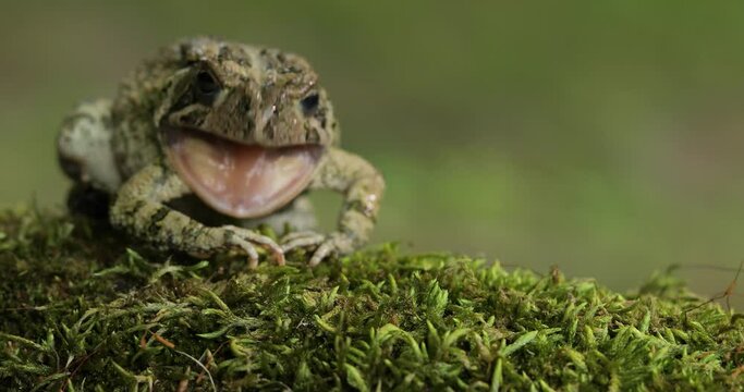 Toad rubs eye looks at camera