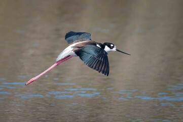 Stilt in flight