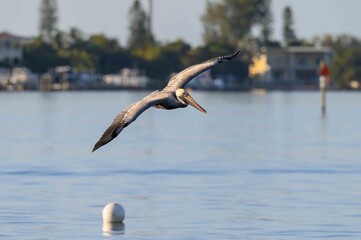 pelican in flight