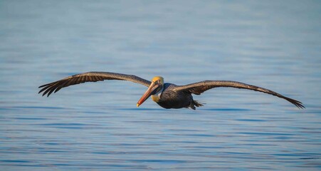 pelican in flight