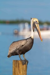 pelican on the beach