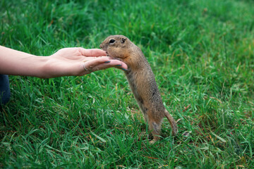 Woman hand feeding gopher