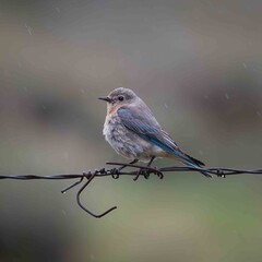 Bluebird on a wire