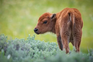 Rolgordijnen Baby Bison © Bill