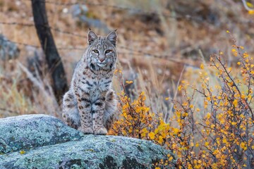 Obraz premium Bobcat on a rock