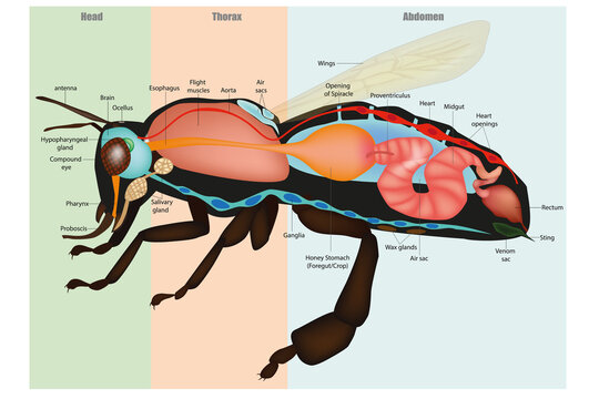 Honey Bee Apis mellifera, internal Anatomy and Physiology. Model eusocial insect. Bee Sectional Anatomy Diagram