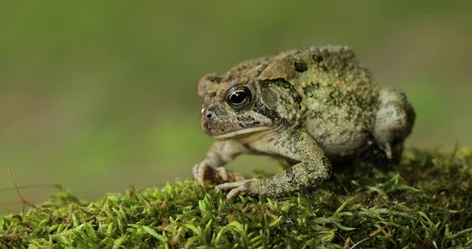 Toad frog sitting on loss opens mouth