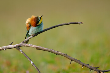 Bee-eater - Merops Apiaster sitting on a branch