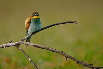 Fototapeta premium Bee-eater - Merops Apiaster sitting on a branch