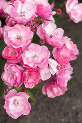 pink roses background