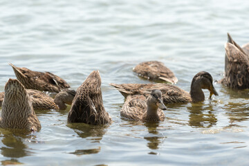 Fototapeta premium young mallard ducks on the water
