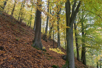 Obraz premium walkway in autumn