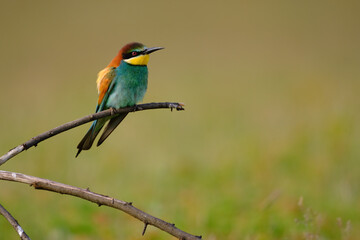 Bee-eater - Merops Apiaster sitting on a branch