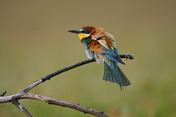 Bee-eater - Merops Apiaster sitting on a branch