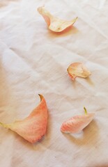 pink rose on wooden background