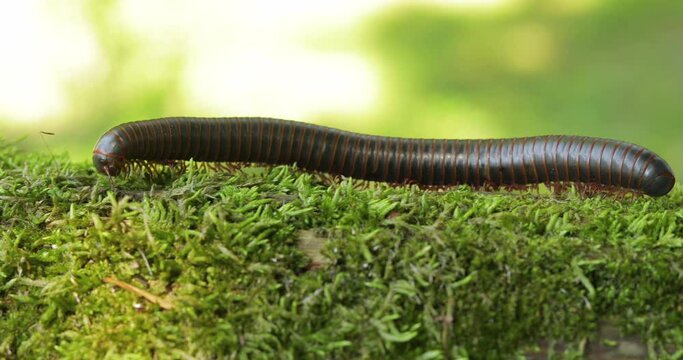 Millipede crawling on moss