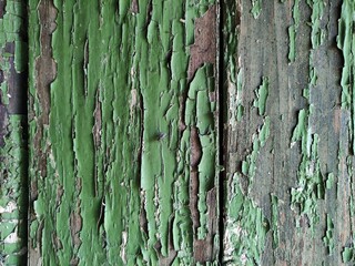 Background of old wooden planks with paint residues and a sitting fly