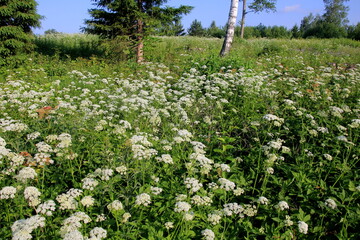 White Anthriscus sylvestris grows in the summer meadow. Cow parsley growing at the edge of a hay meadow