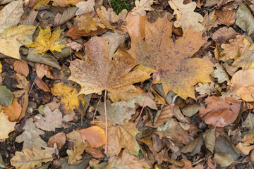 foliage in fall