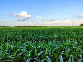Green corn on the agricultural field and clouds in the sky