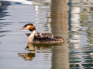 Great crested grebe, Podiceps cristatus, chick carried on back of adult, Netherlands