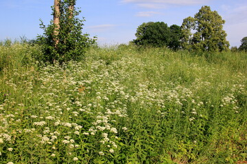 Fototapeta na wymiar White Anthriscus sylvestris grows in the summer meadow. Cow parsley growing at the edge of a hay meadow