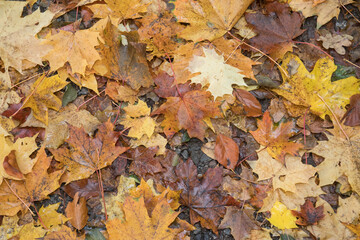 foliage in fall