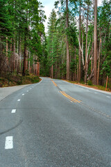 A picturesque paved road in the forest in Yosemite National Park