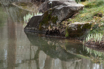 Bushes reflected in  quiet water.