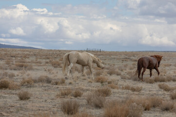 Fototapeta na wymiar Wild Horses in the Utah Desert in spring
