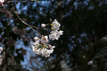 White tree flowering