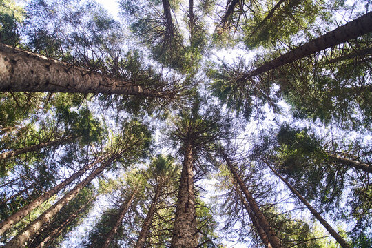 Looking up pine trees crowns branches in woods or forest. Tops of trees from ground view.