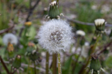 dandelion on the background of other green plants