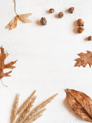 Frame from various fall leafs and acorns and other parts of the trees on white background