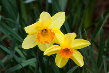 Yellow Daffodil close up