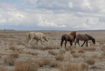 Wild Horses in the Utah Desert in spring